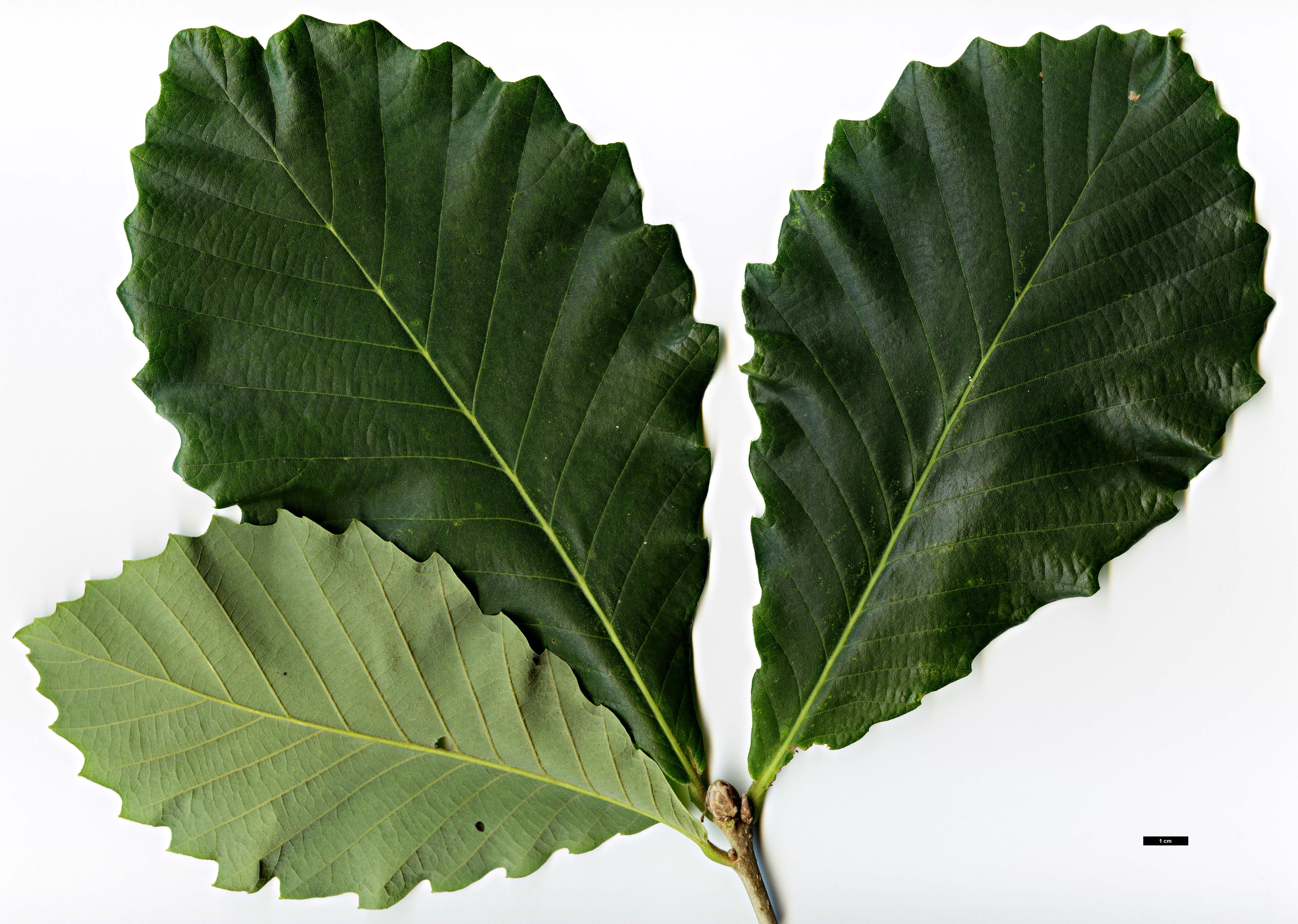 High resolution image: Family: Fagaceae - Genus: Quercus - Taxon: Pondaim Group (Q.dentata × Q.pontica)